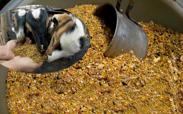 Goat Feed