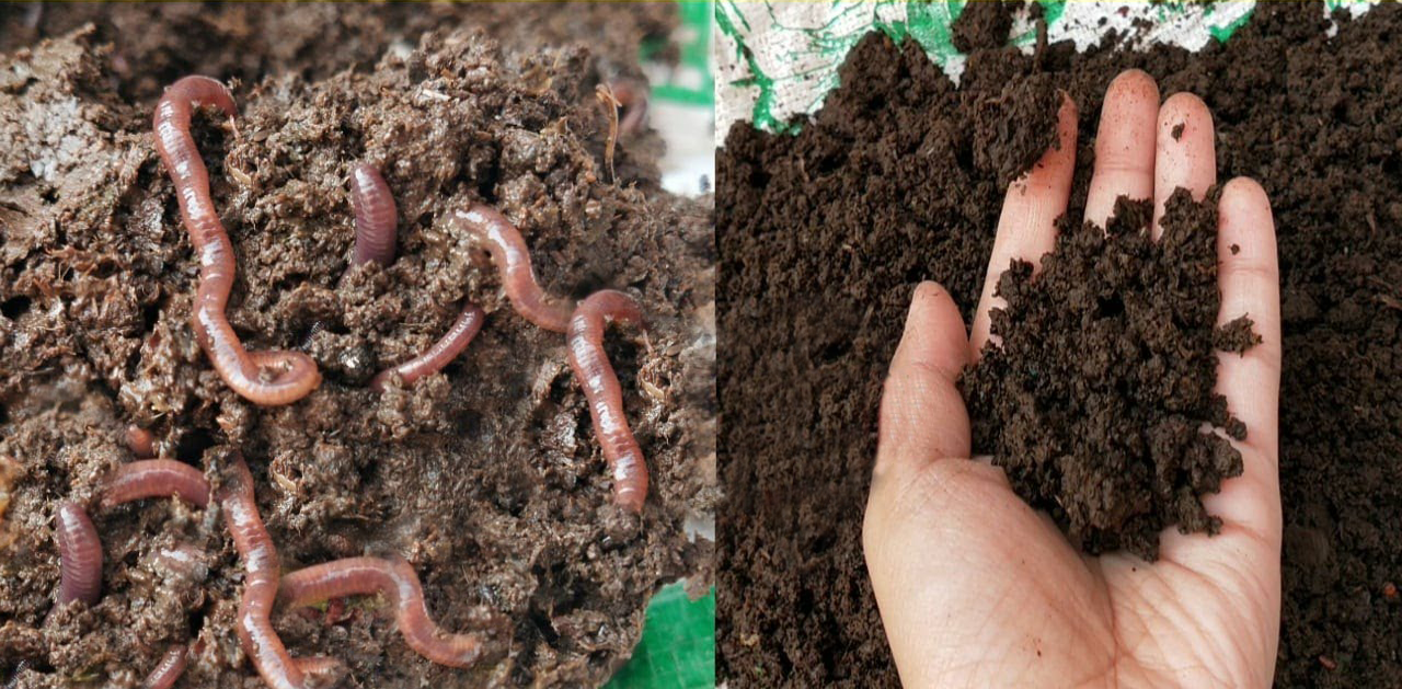Vermi compost